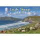 Calendrier A4 Irish Sheep 2023