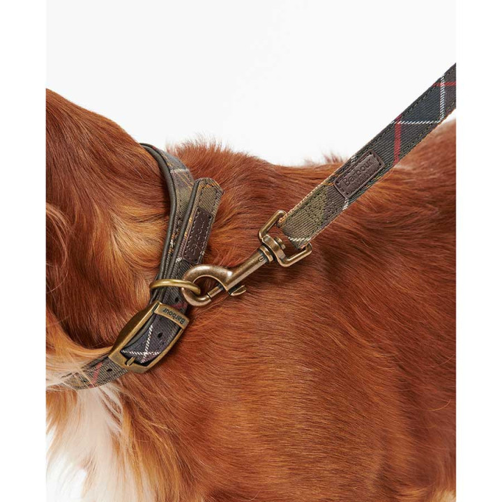 Laisse Pour Chien Webbing Barbour