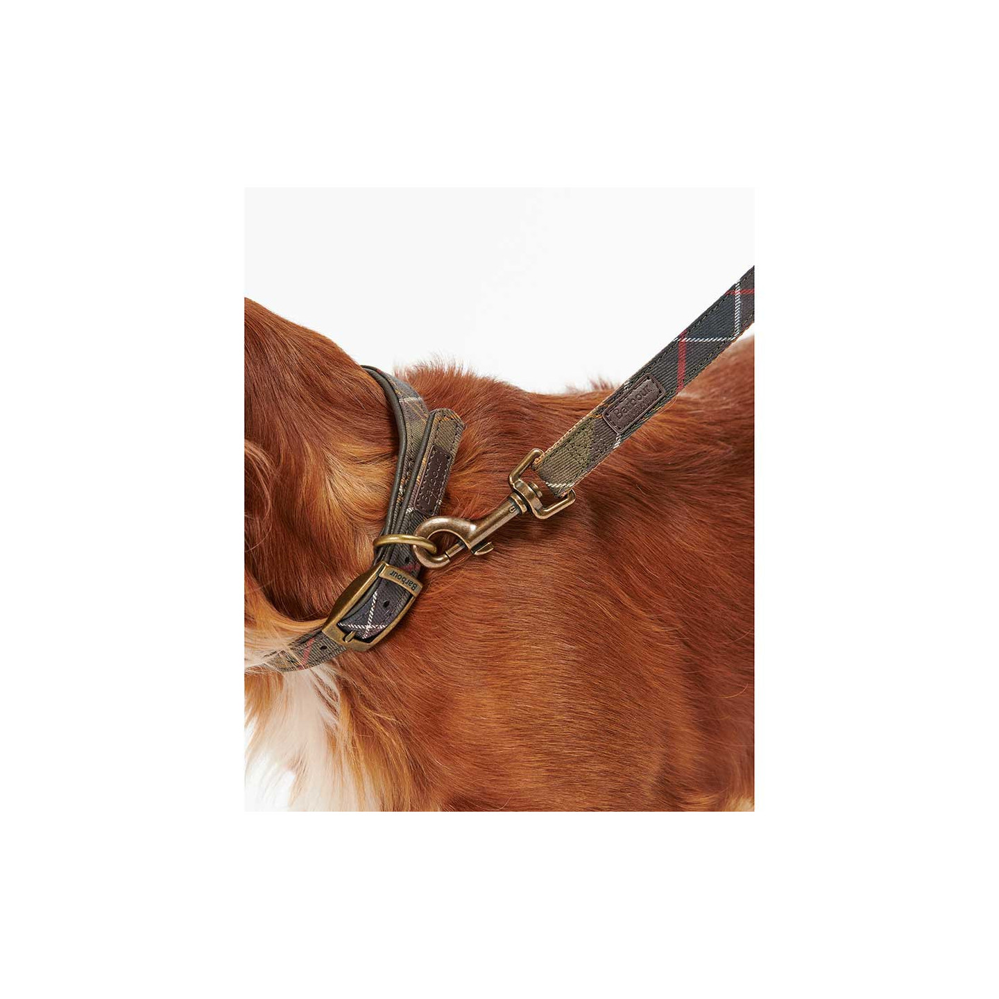 Laisse Pour Chien Webbing Barbour