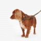 Barbour Webbing Dog Leash