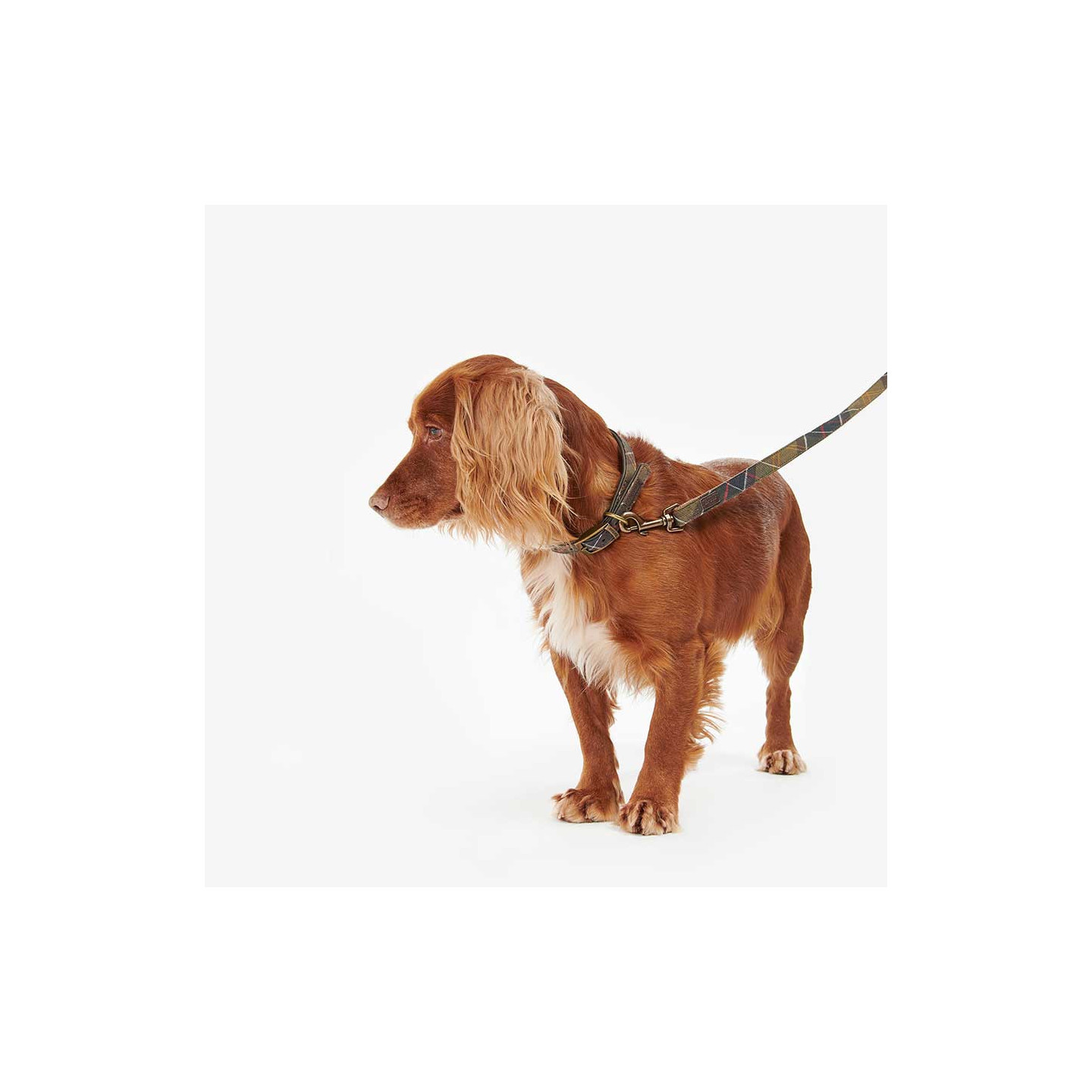 Laisse Pour Chien Webbing Barbour