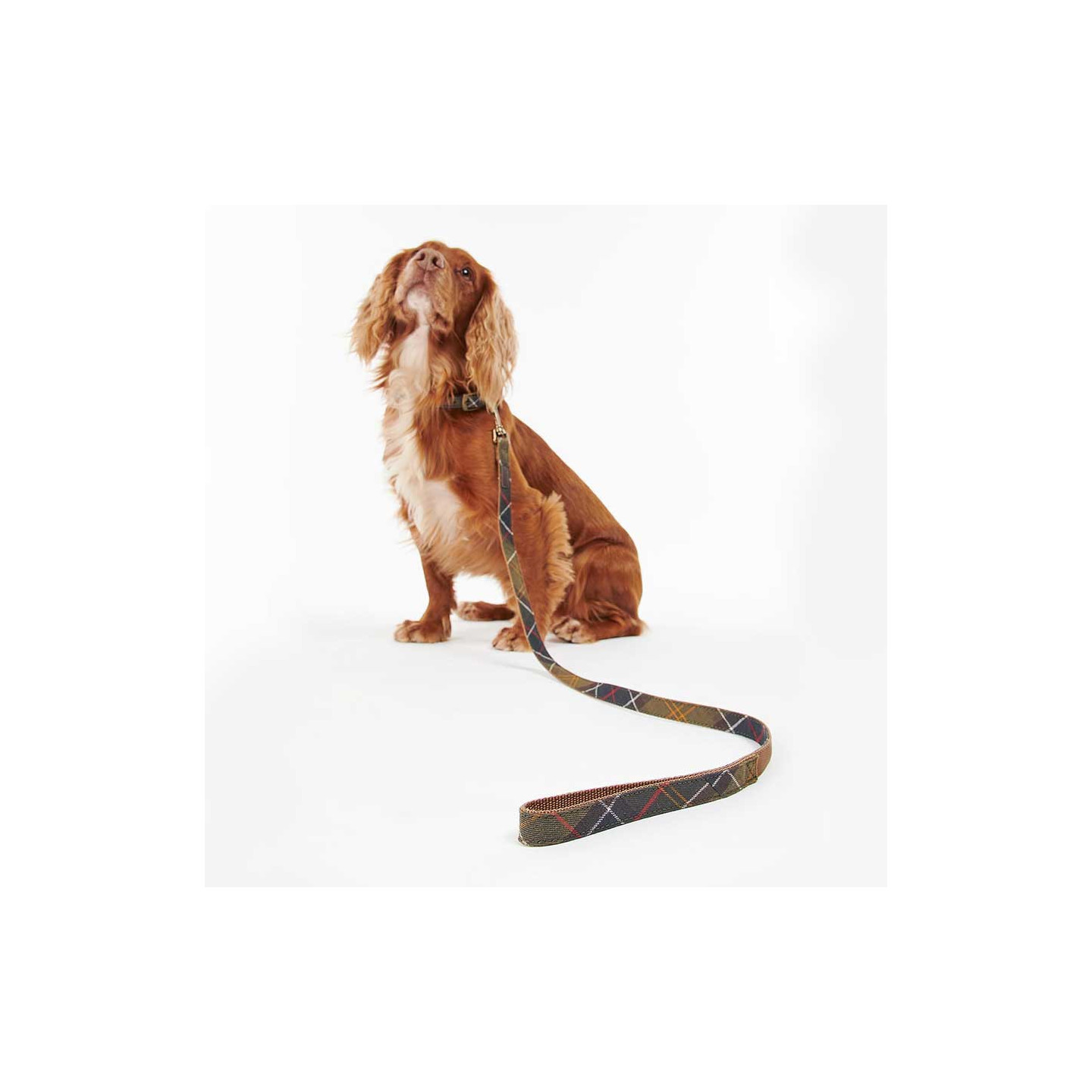 Laisse Pour Chien Webbing Barbour