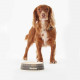 Gamelle Pour Chien Tartan Barbour