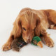 Jouet Pour Chien Faisant Barbour