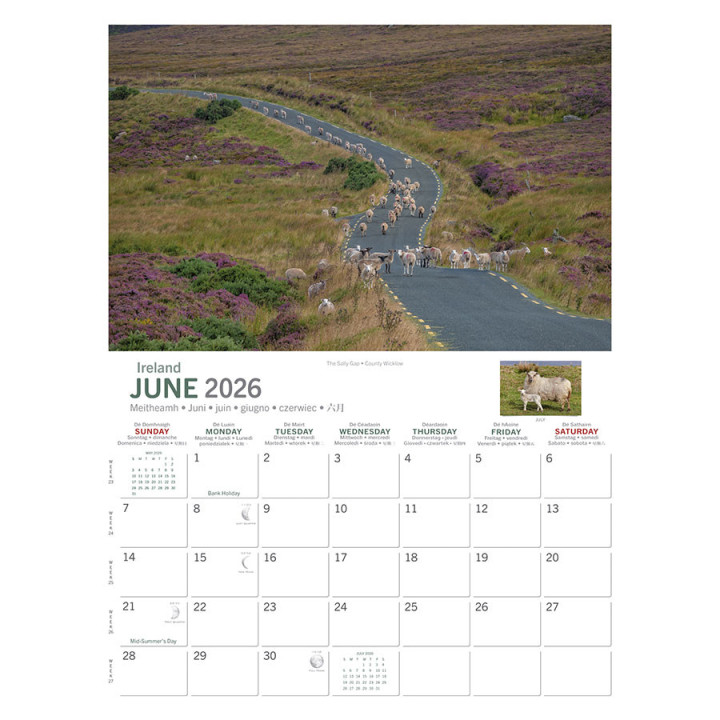 Calendrier a4 irish sheep 2026