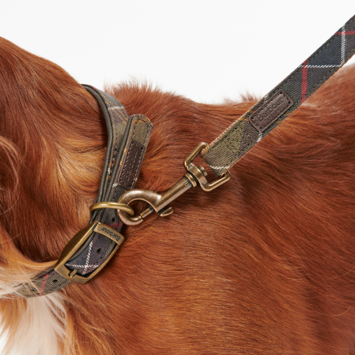Collier Chien Tartan Barbour