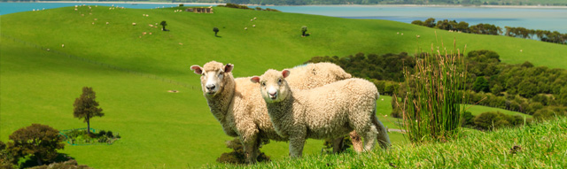 New Zealand sheep