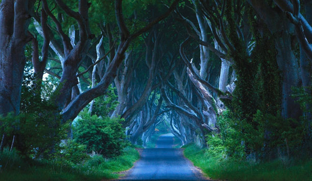 Les Dark Hedges, une mystérieuse allée de hêtres près de Ballymone