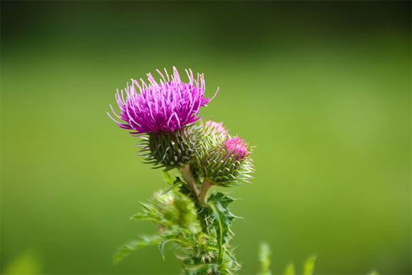 Thistle