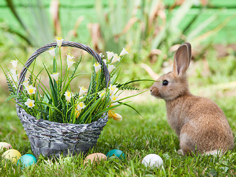 A selection of Easter gifts and recipes