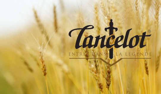 Lancelot, the rewarded brewery